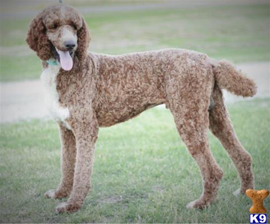 northtexaspuppies Picture 3